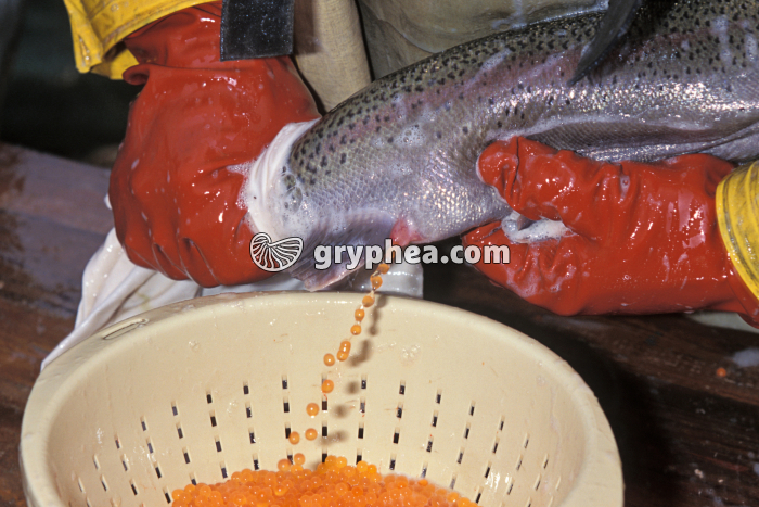 Truite - Ponte provoquée de la femelle (truite arc-en-ciel) - gryphea.com